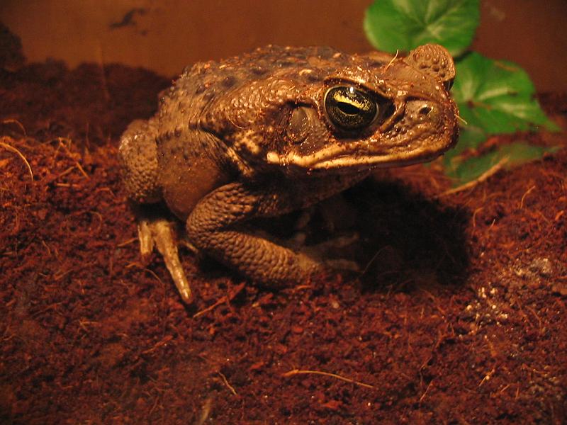 Bufo marinus (Rhinella marina)  Cane Toad18.jpg